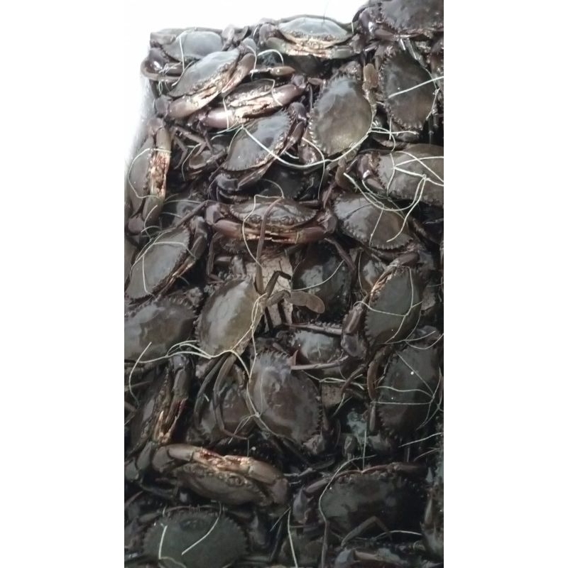PROMO 2KG KEPITING BANCI HIDUP 1KG ISI 7_10EKOR