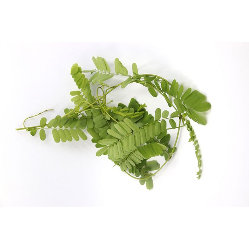 

Daun saga segar 250gram Herbal