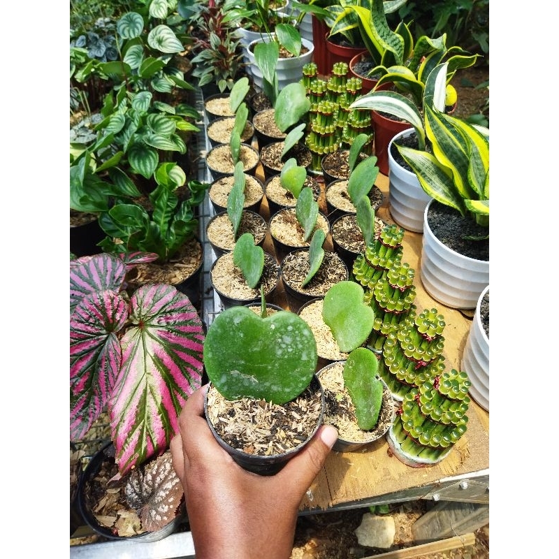 tanam hias hoya love - hoya love heart