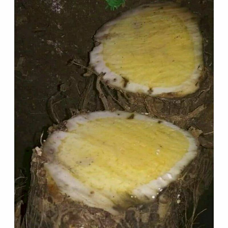 

TALAS BENENGKWALITAS EKSPOR 100% ASLI