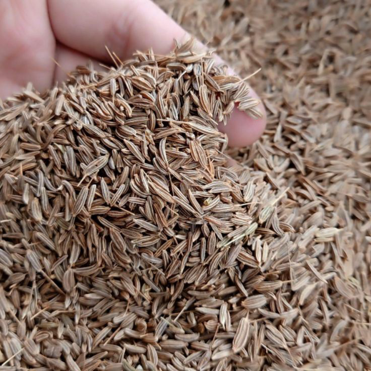 

『MPD』 Jinten Jintan Cumin Seed 500G Gram Fresh Dan Bersih