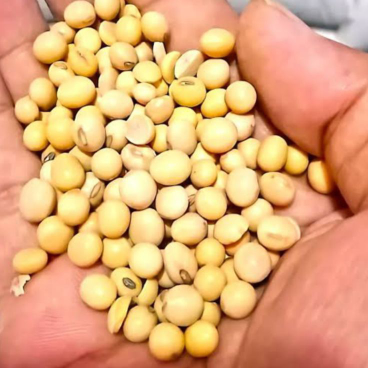 

Stok terbaru Kacang Kedelai Super Import 1kg(Grade.A)