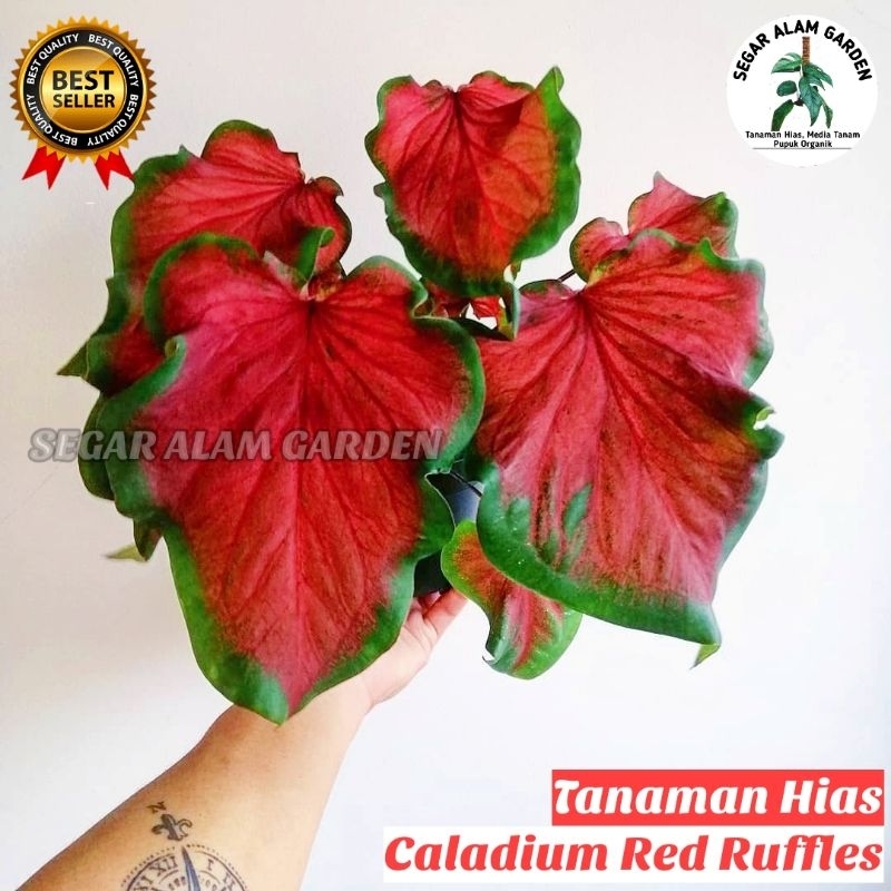 Tanaman Hias Caladium Red Ruffles - Caladium Red Ruffles