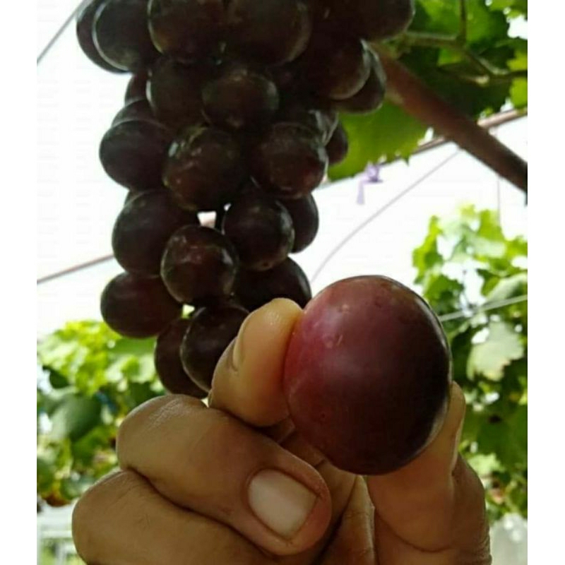 early adora + 1 bibit bonus