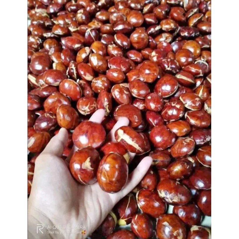 

Jengkol tua kualitas super 500gram