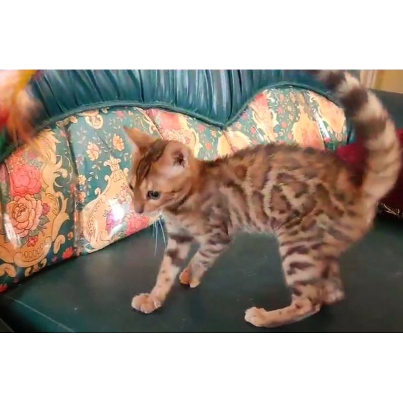 bengal kitten