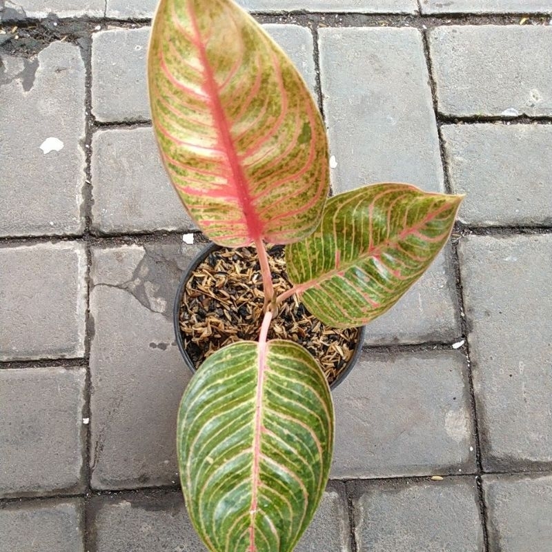 aglonema huges merah