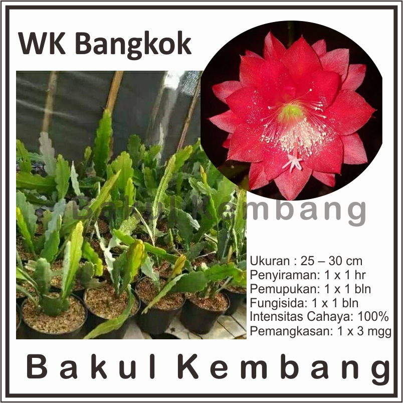 Wijaya kusuma bangkok Merah  (Epiphyllum oxypetallum)- Tanaman hias gantung wijaya kusuma bangkok me