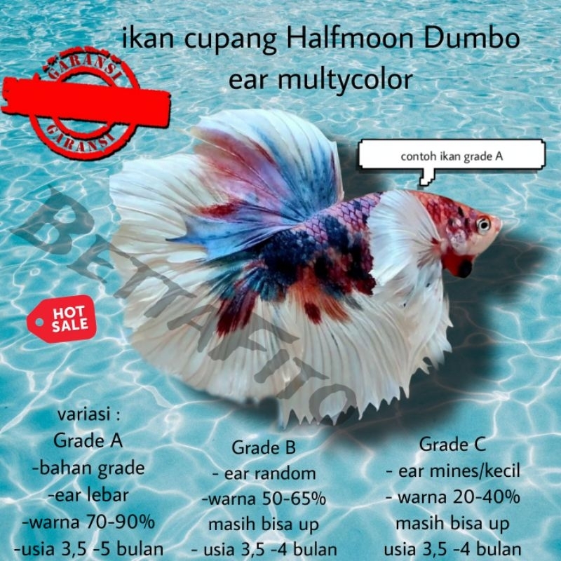 ikan cupang Halfmoon Dumbo ear multycolor