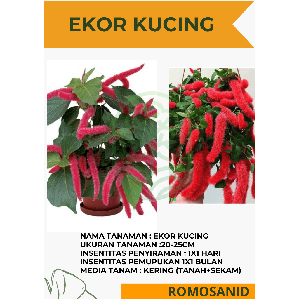 bunga ekor kucing -Tanaman Hias Ekor Kucing Gantung Berbunga - pohon ekor kucing - romosanid