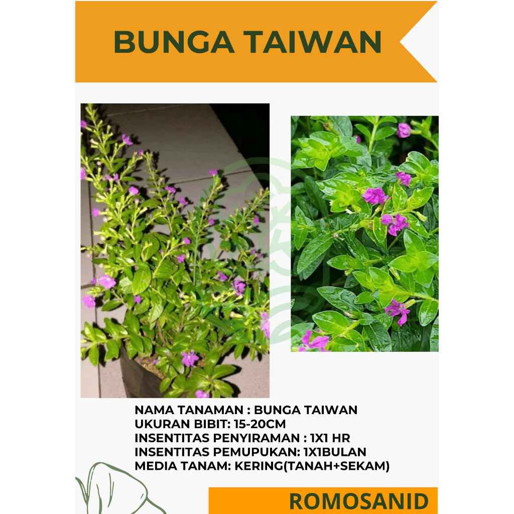 Tanaman Hias Taiwan Beauty bunga ungu / taiwan ungu - pohon taman TERMAHAL - romosanid