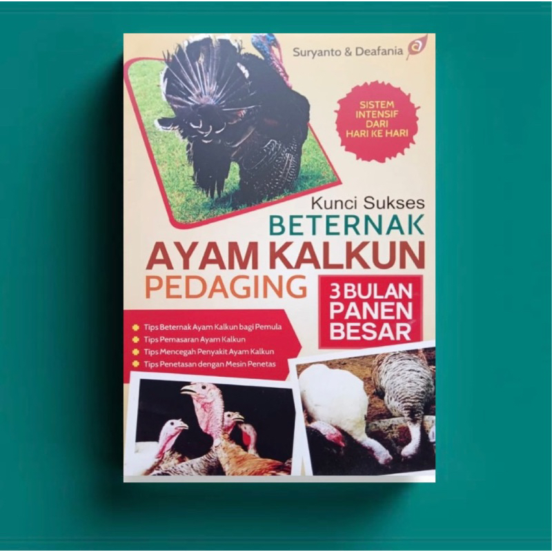 KUNCI SUKSES BETERNAK AYAM KALKUN PEDAGING