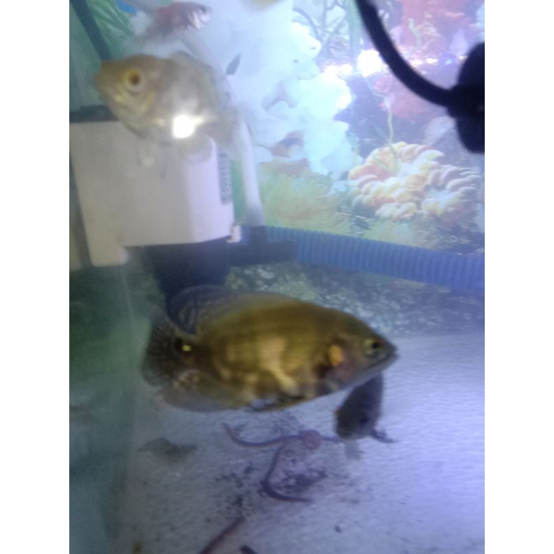ikan Oscar black Tiger