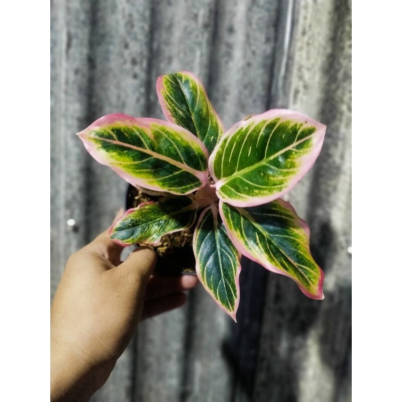aglaonema Lotus delight