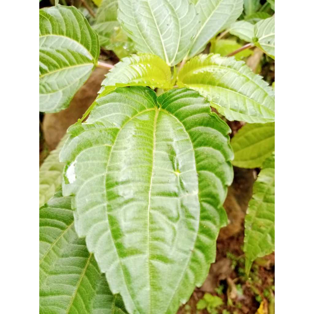 

Daun Poh Pohan Segar Untuk Lalapan 450Gram