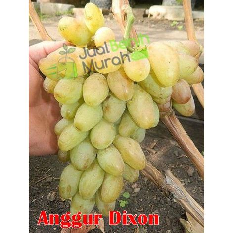 Pohon Anggur import DIXON | Cepat Berbuah | Berbuah Di Dalam Pot | BIBIT Hasil Stek