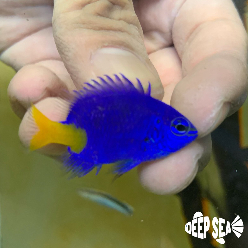 Ikan Hias Air Laut Bluestar