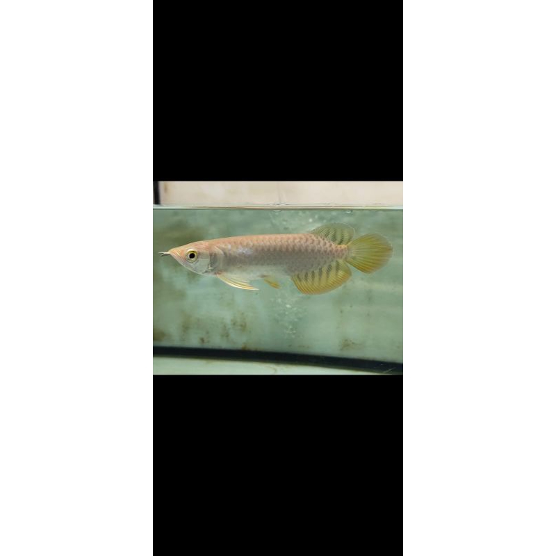 ikan arwana golden red 13cm