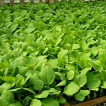 PAKET 100 Bibit Sayuran Siap Tanam