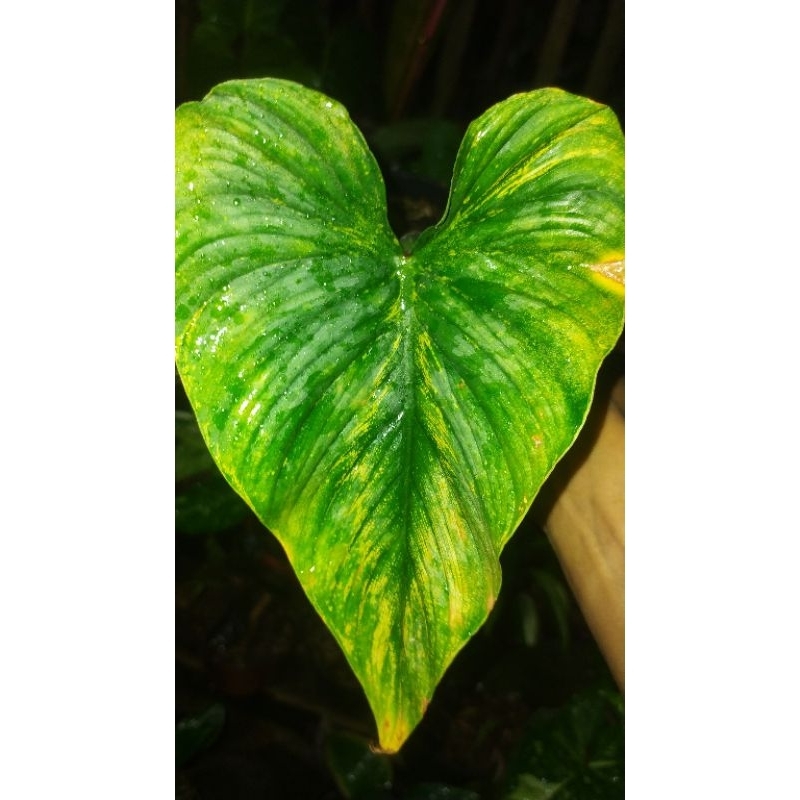 philodendron mamei original