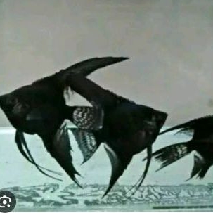 Manfish Black angel 10 ekor/Aksesoris kebutuhan akuarium
