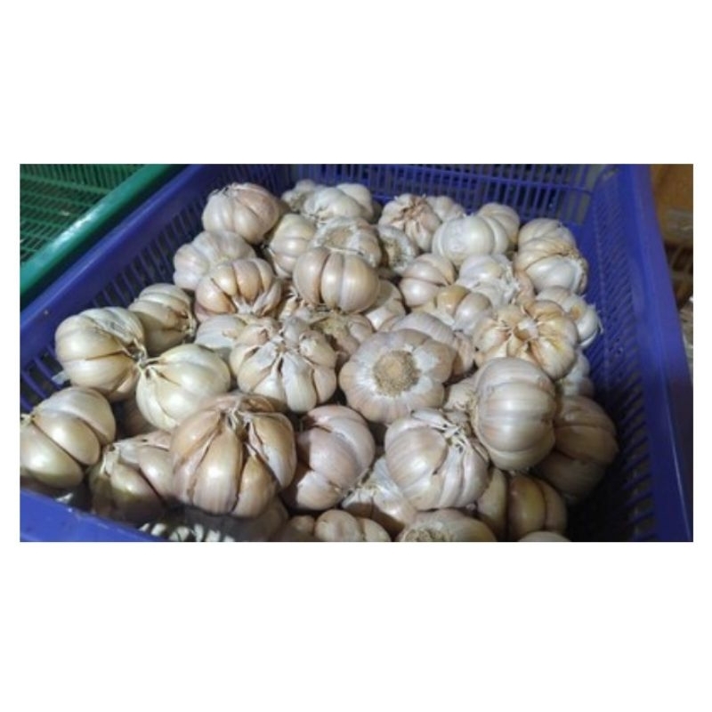 bawang putih 1kg