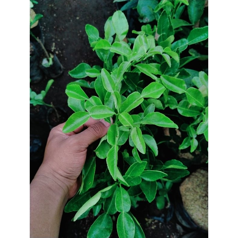 

jeruk angka 8 / jeruk bumbu / jeruk purut