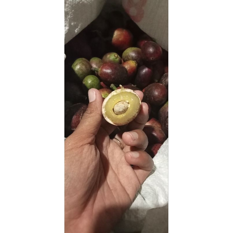 

Matoa Fresh/Baru petik