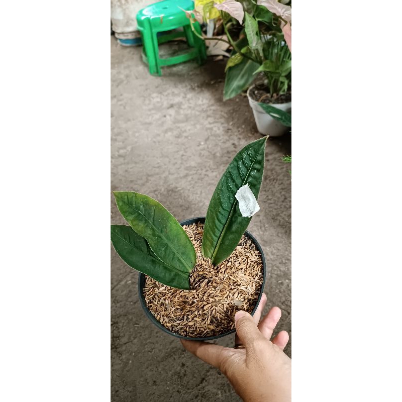 anthurium superboom neo