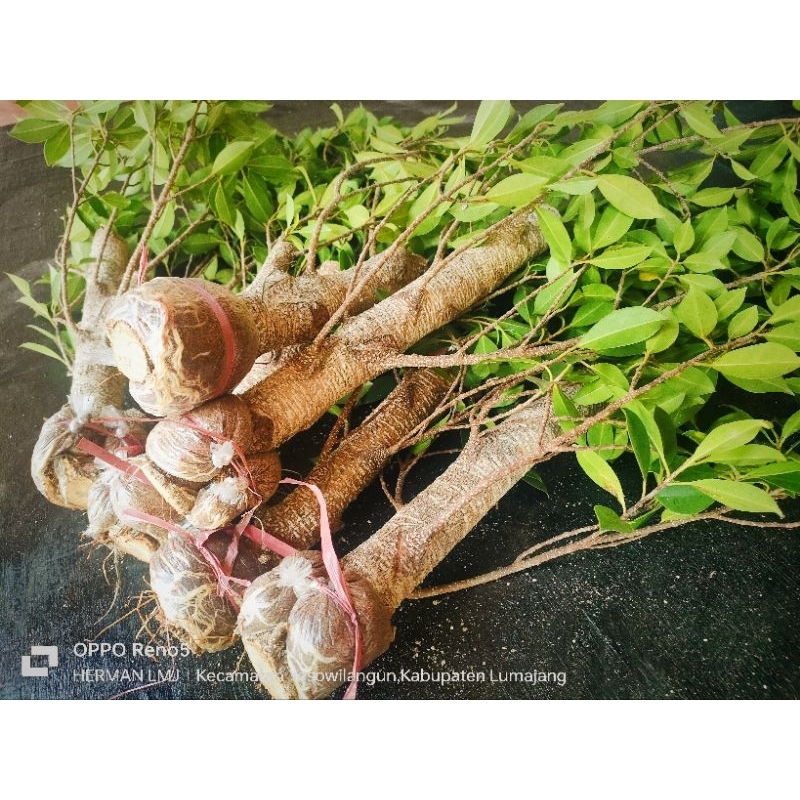 bahan bonsai kimeng/ bahan ground  lengan balita( rawatan polybek)