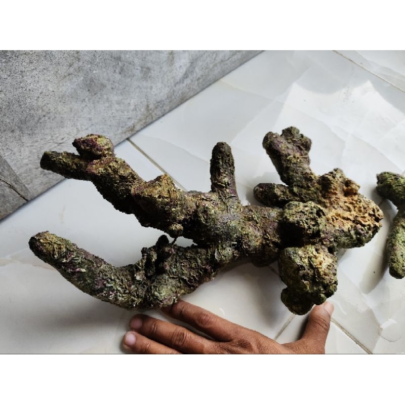 live rock batangan akar cabang jumbo batu karang laut asli aquarium air laut