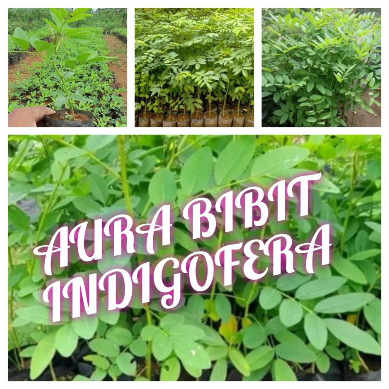 Bibit indigofera pakan ternak super pakan kambing