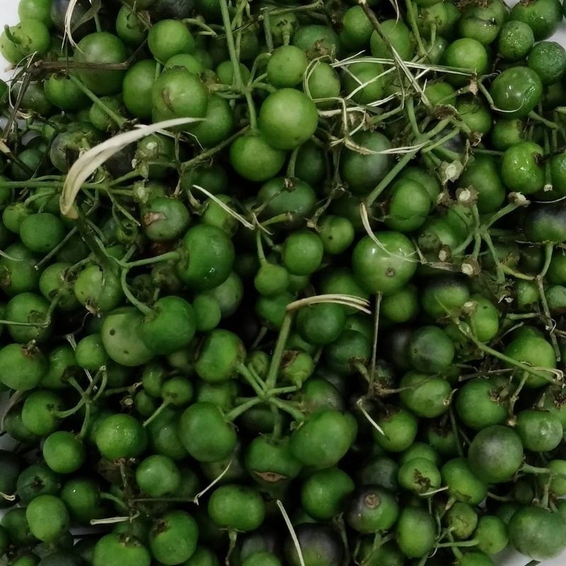 

Buah Ranti / Lenca 500 Gram Segar Hasil Kebun Sendiri