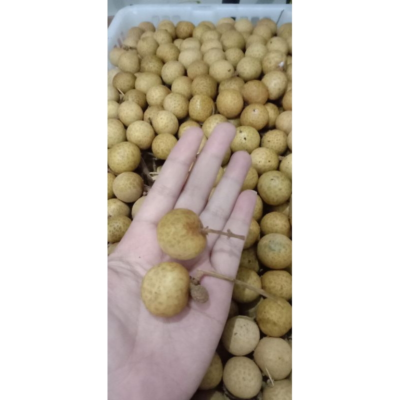 

KELENGKENG SUPER