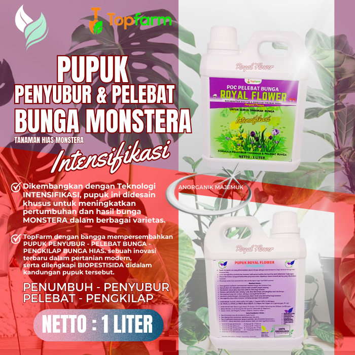 Pupuk Monstera Variegata / Pupuk Tanaman Janda Bolong / Pupuk Tanaman Bunga Hias / Pupuk Tanaman Hia