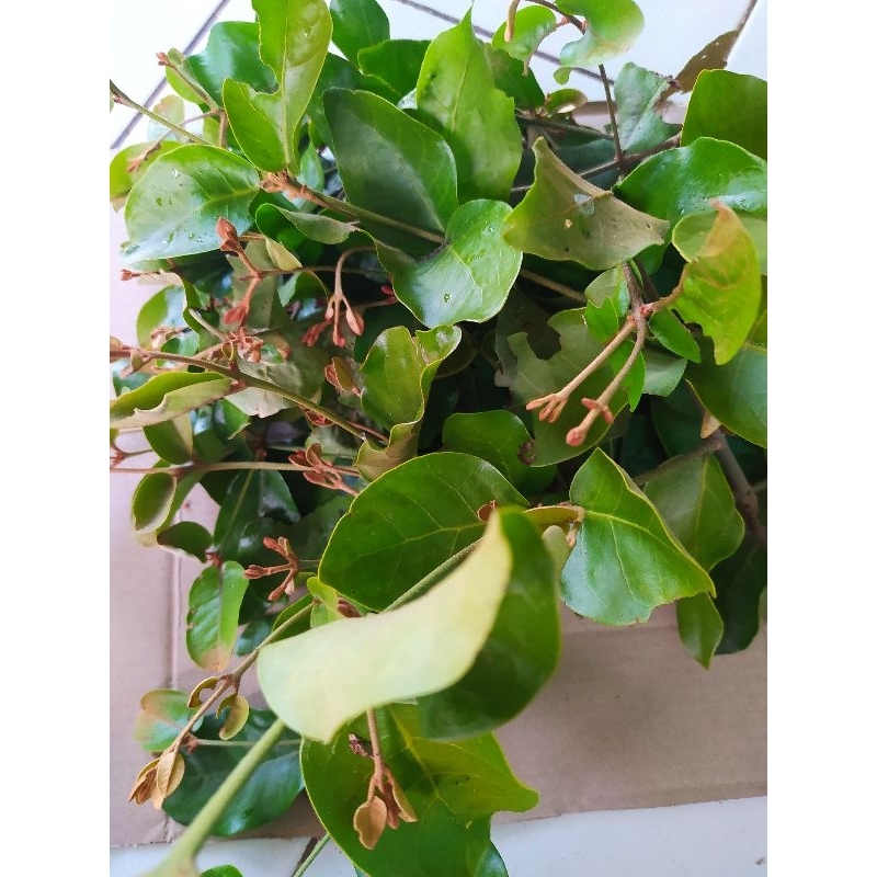 

RK01 benalu pohon cengkeh (100segar asli)per 500 gram