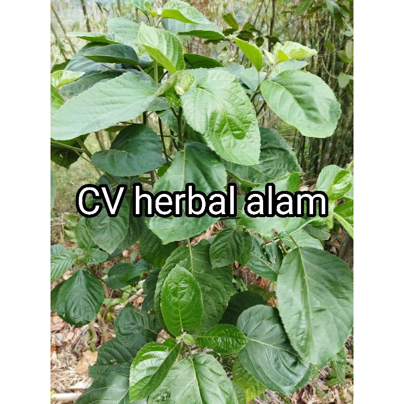 

Daun talingkup atau daun sinim 500 gram