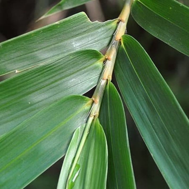 

daun bambu untuk bakcang/ untuk bungkus bacang 25 lembar