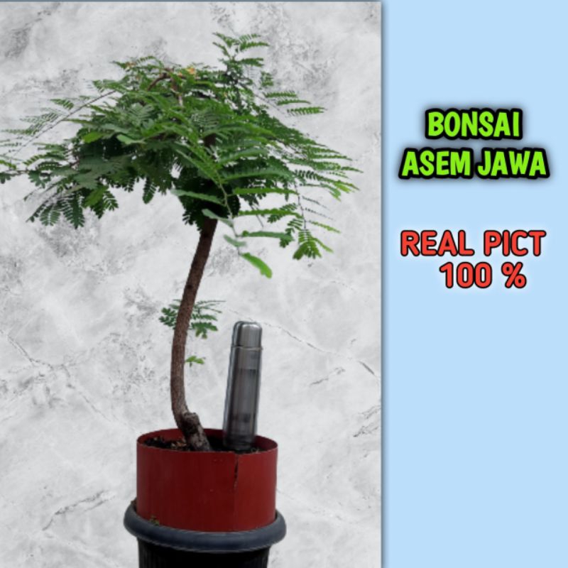 bonsai asem Jawa asli real pict sudah hidup subur