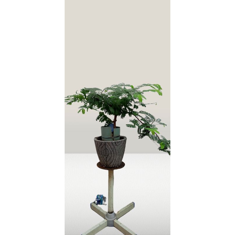 bonsai asem Jawa karakter asli real pict sudah hidup