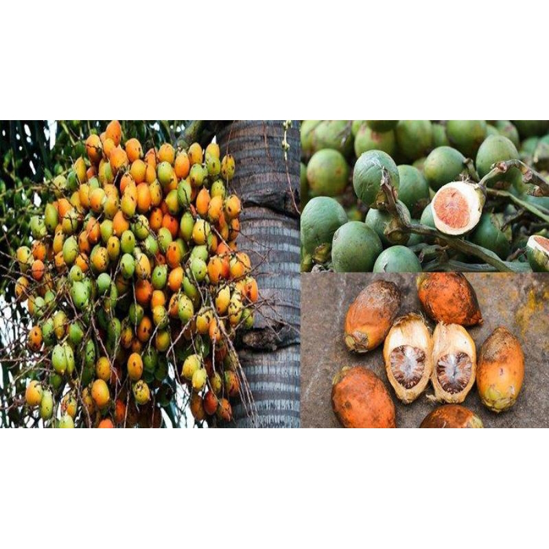 

Buah pinang segar 500Gram