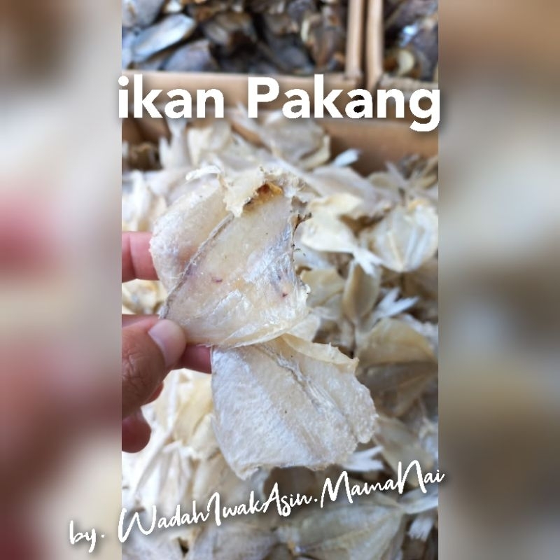 

ikan asin murah Ikan asin pakang / ikan asin tipis / ikan asin kerupuk / pakang murah / pakang ecer