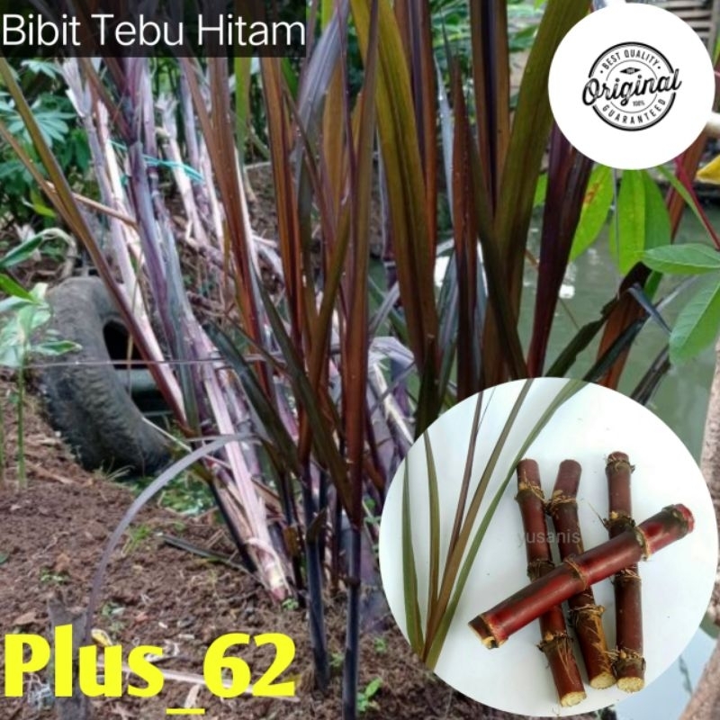 Bibit/benih tebu wulung tebu hitam asli original/benih
