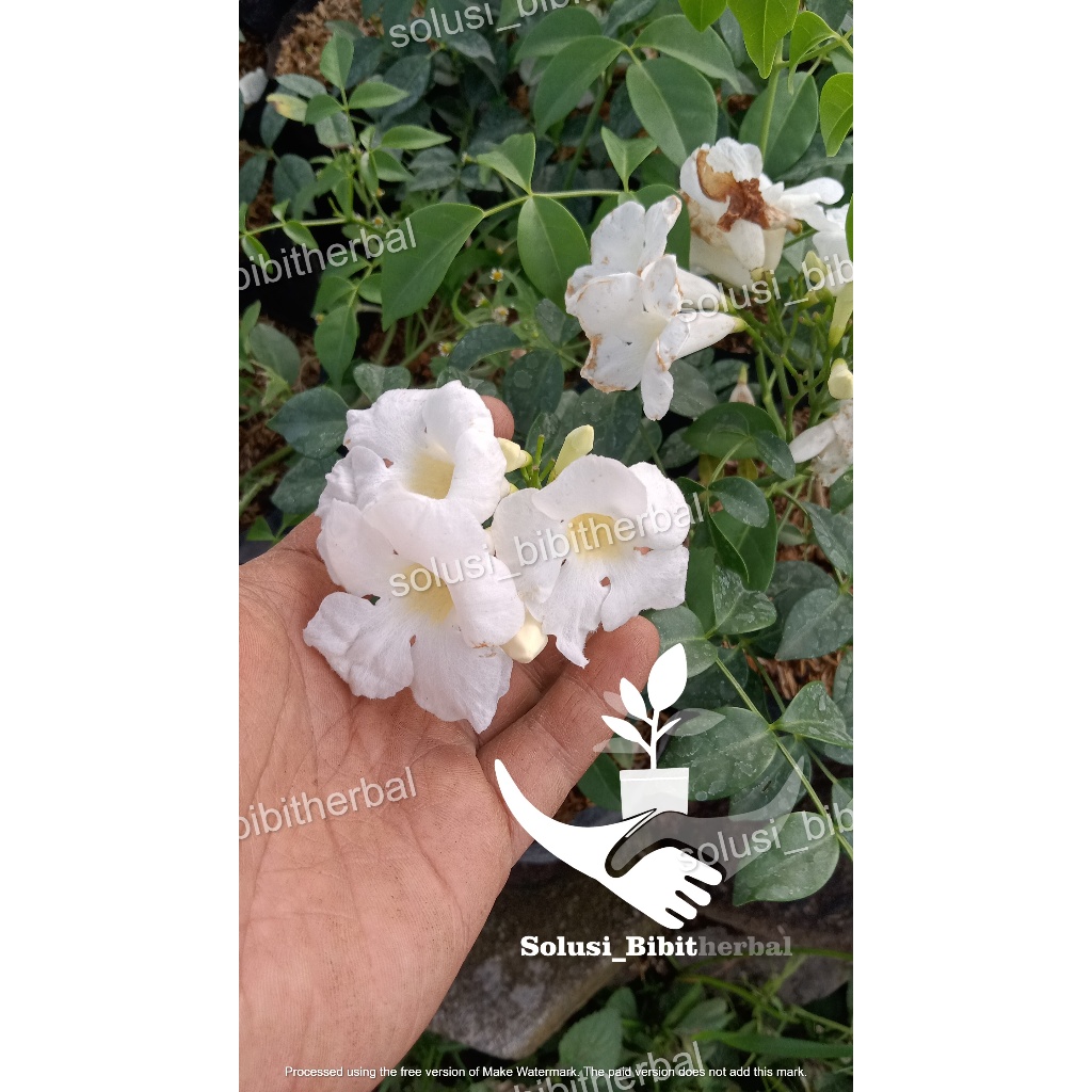 bunga rambat garlic vine stefanoot putih