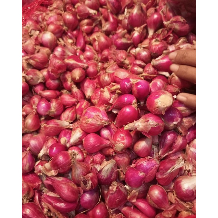 

➥☈✥ Bawang merah Brebes 500 gr Terbaru