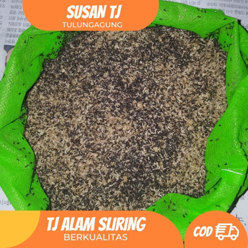 

[READY COD] TELUR JANGKRIK ALAM CLIRING (5 ONS)