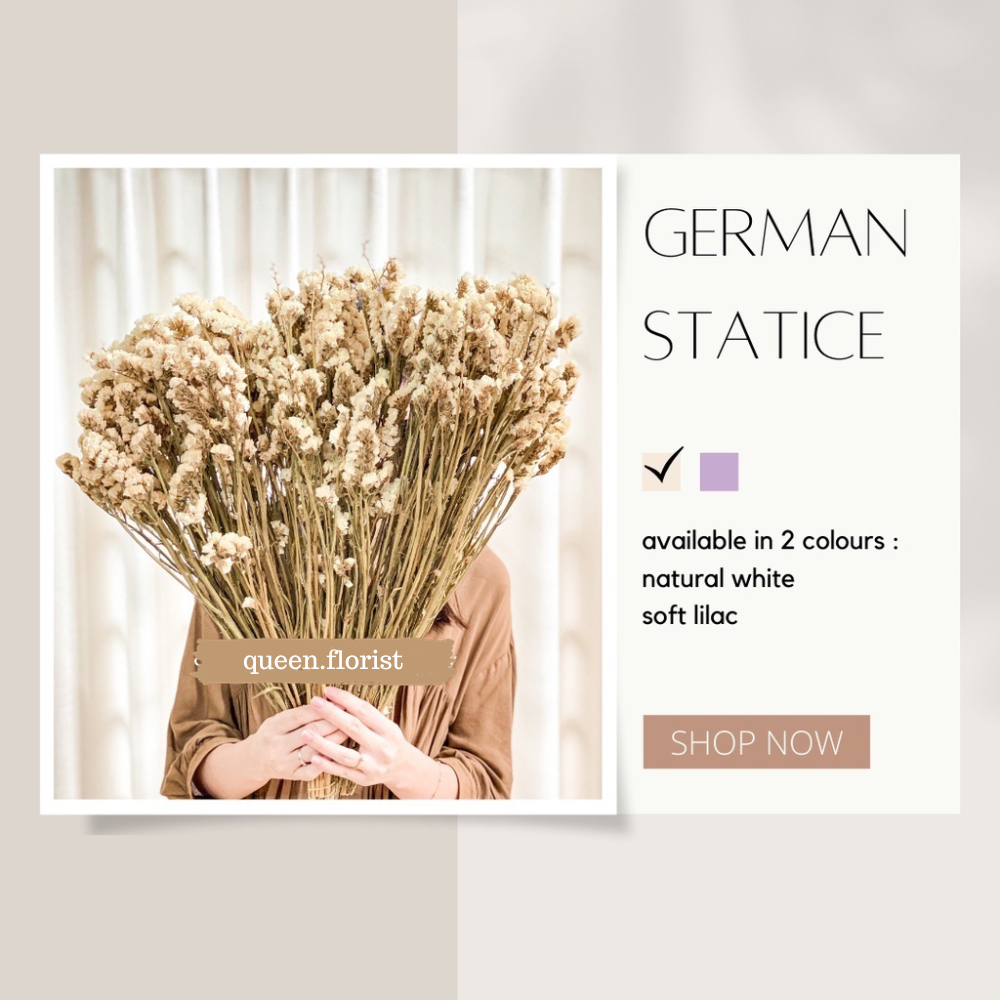 GERMAN STATICE Dried Flowers bunga Kering asli white Cream dekor kantor Hiasan Ruangan Pelaminan RUS