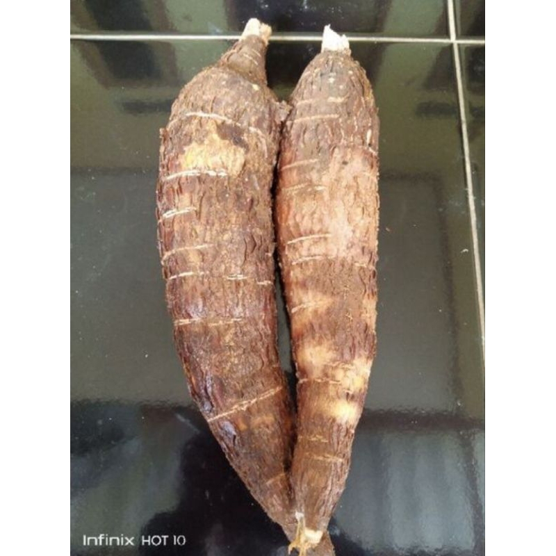 

Singkong Racun Singkong Genderewo Jumbo