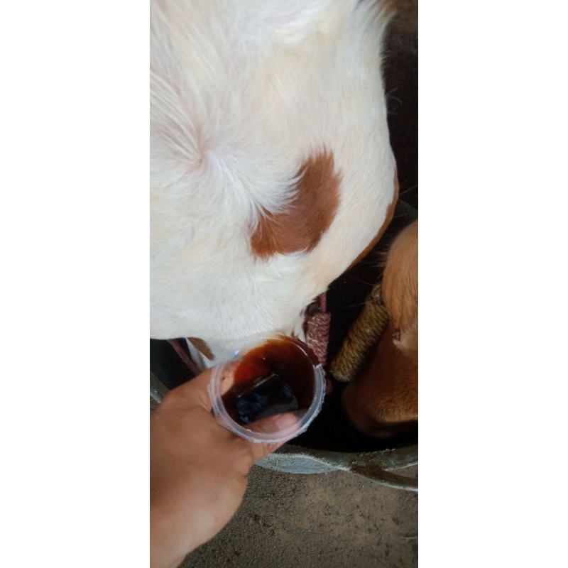 

TETES ASLI YA BUAT TERNAK NYA