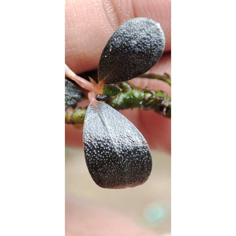 bucephalandra